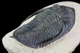 Zlichovaspis Trilobite - Atchana, Morocco #72890-4